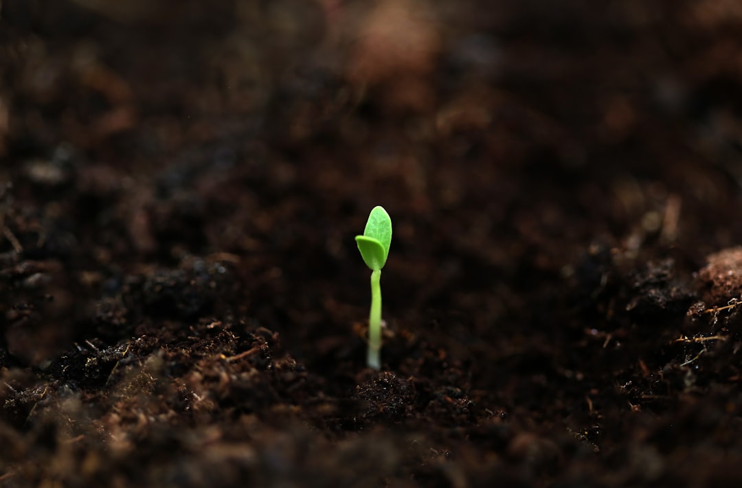 成長マインドセットを習慣で育てるイメージ — 土から芽を出す小さな緑の植物