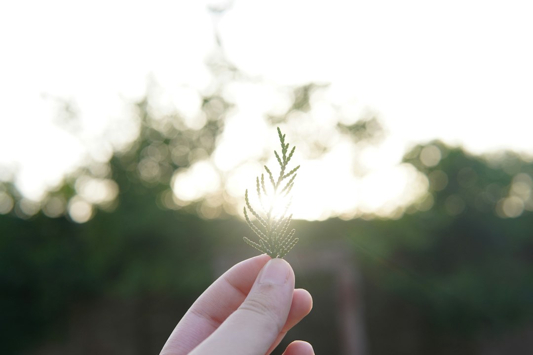 小さな成功体験で学習性無力感を克服していくイメージ — 芽吹いた植物を手のひらで包む様子