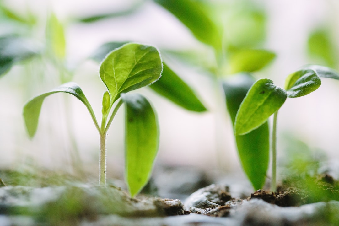 完璧を手放して習慣を育てるイメージ — 土から芽を出す小さな植物